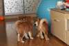 chiot Shiba inu a donner - Annonce classée # 537226