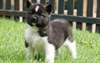chiot Akita Américain a donner - Annonce classée # 537228