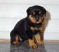 A donner chiot rottweiler - Annonce classée # 537229