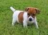 Chiot jack russell a donner - Annonce classée # 537230