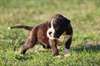 Adorable chiot Boxer a donner - Annonce classée # 537231
