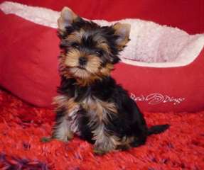 chiot Yorkshire a donner