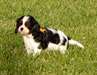 Chiots Cavaliers King Charles a donner - Annonce classée # 537239