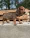 chiot Teckel a donner - Annonce classée # 537241