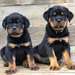 Chiots Rottweiler - Annonce classée # 537245