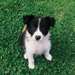 Chiots Border Collie - Annonce classée # 537255