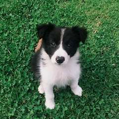 Chiots Border Collie