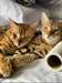 Chatons Bengal - Annonce classée # 537264