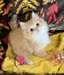 Chatons Ragdoll - Annonce classée # 537265