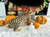 Chatons Savannah - Annonce classée # 537266