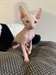 Chatons Sphynx - Annonce classée # 537267