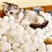 Chatons Scottish Fold - Annonce classée # 537268