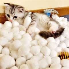 Chatons Scottish Fold