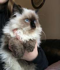 Chatons Himalayan