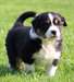 chiot berger australiens a donner - photo 1