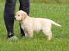 chiots golden retriever a donner - Annonce classée # 537274