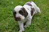 chiot cocker anglais a donner - Annonce classée # 537278