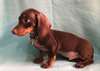chiot Teckel a donner - Annonce classée # 537280