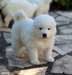 Chiots samoyede a donner - Annonce classée # 537281
