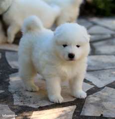 Chiots samoyede a donner