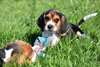 Chiots Beagle - Annonce classée # 537282