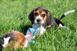 Chiots Beagle