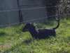 Chiots Teckel poil long - photo 2