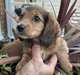 Chiots Teckel poil long - photo 3