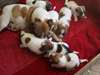 Chiot Jack Russell - Annonce classée # 537287