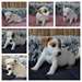 Chiot Jack Russell - photo 2