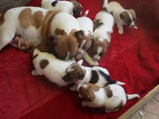 Chiot Jack Russell