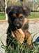 Chiots Berger Allemand - Annonce classée # 537288