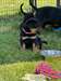 Chiot Rottweiler - Annonce classée # 537289