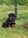 Chiot Rottweiler - photo 2