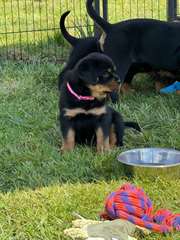 Chiot Rottweiler
