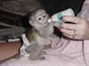 B&#233;b&#233; Singes Capucins - photo 1