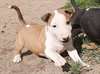 Chiot Bull Terrier - Annonce classée # 537293