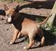 Chiot Bull Terrier - photo 2