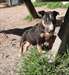 Chiot Bull Terrier - photo 3