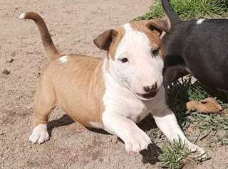 Chiot Bull Terrier