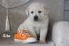Chiot Labrador - Annonce classée # 537296