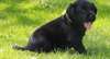 Chiot Labrador - photo 2