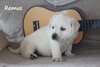 Chiot Labrador - photo 3