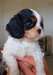 Chiots Cavaliers King Charles - photo 2