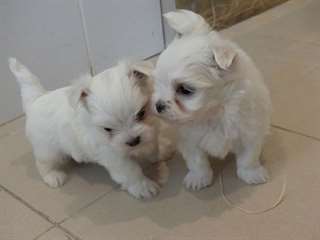 Chiots Bichon Maltais