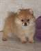 Spitz allemand petit/ nain - Annonce classée # 537300