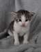 Chaton de Pure Race - Annonce classée # 537302