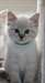 Chaton de Pure Race - photo 2