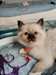 Chaton de Pure Race - photo 3