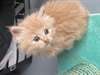 Chaton de Pure Race - photo 5